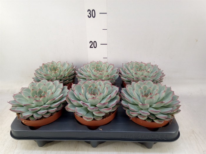 <h4>Echeveria pulidonis 'Sky Pearl'</h4>