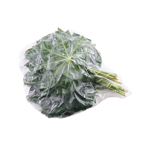 Aralia Small Vacuum 30 Cm X5