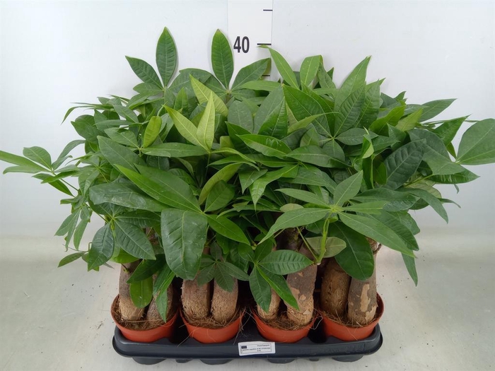 <h4>Pachira aquatica</h4>