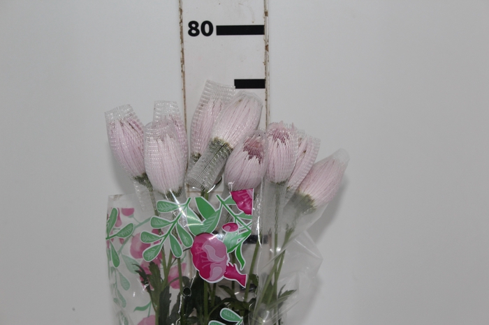 <h4>ANASTASIA CIPRIA 080 CM LILAS</h4>