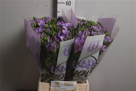 <h4>Fr En Vera (op Kleur!)</h4>