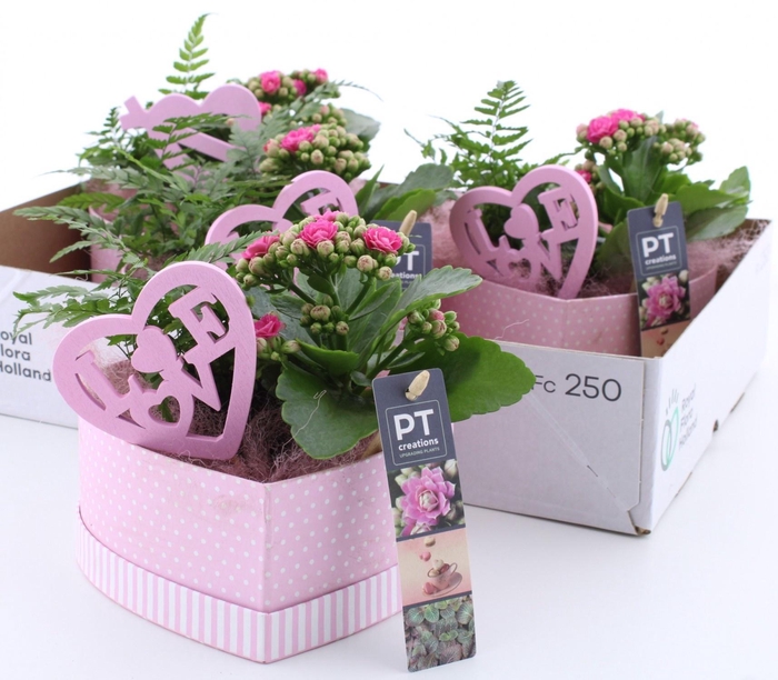 <h4>ARR KAMERPL</h4>