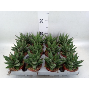 xGasterhaworthia  'Royal Highness'