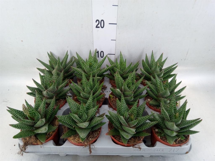 <h4>xGasterhaworthia  'Royal Highness'</h4>