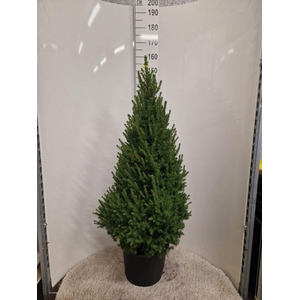Picea glauca 'Conica'