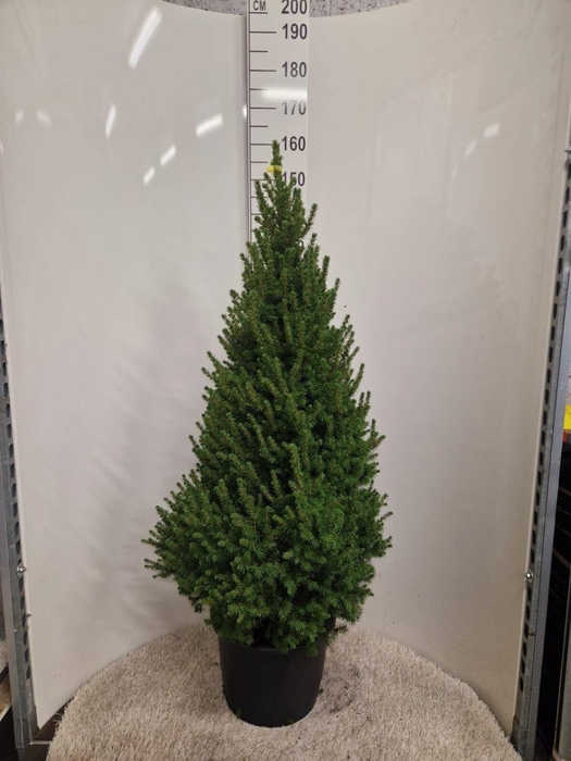 <h4>Picea glauca 'Conica'</h4>