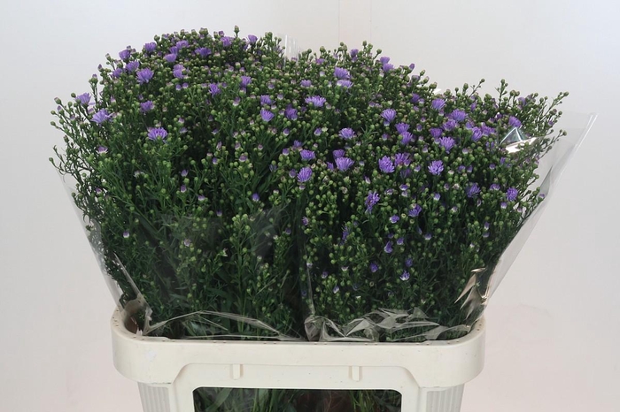 <h4>Aster Cassandra</h4>