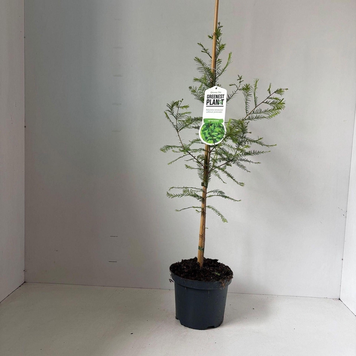 <h4>Taxodium distichum</h4>