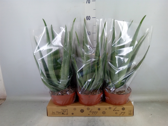 <h4>Aloe vera</h4>