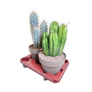 MIX CACTUS POT Ø 20 - TRAY 2 PCS- (CACTUS)