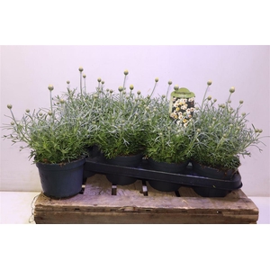 Rhodan H Zagora Creme