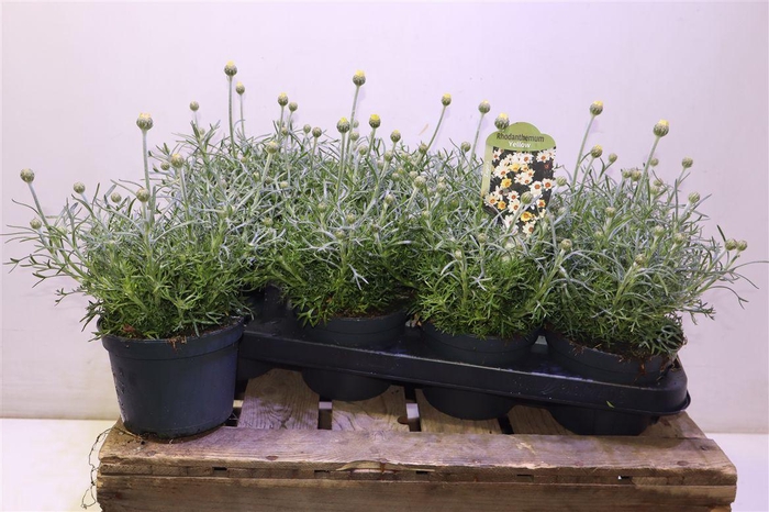 <h4>Rhodan H Zagora Creme</h4>