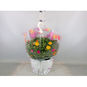 Chrysanthemum  'Skyfall'  ..mix