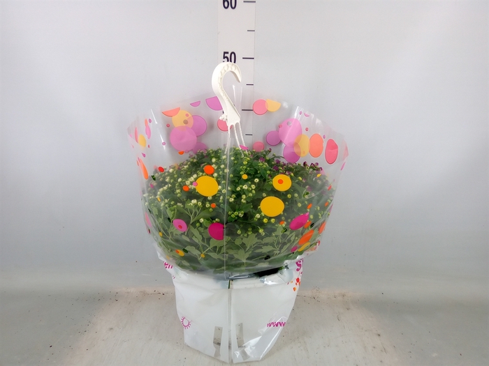 <h4>Chrysanthemum  'Skyfall'  ..mix</h4>