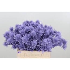 Eryn Supernova Kl Bh Milka