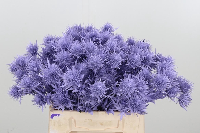 <h4>Eryn Supernova Kl Bh Milka</h4>