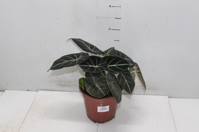 <h4>ALOCASIA BLACK P17</h4>