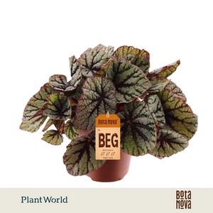 Begonia Magic Colours Fedor