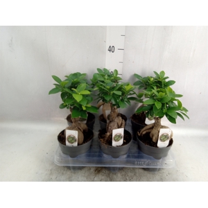 Ficus microcarpa 'Ginseng'