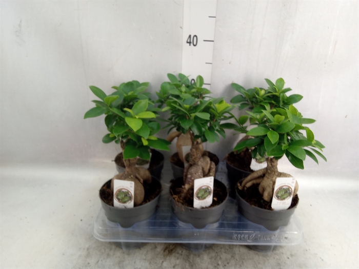 Ficus microcarpa 'Ginseng'