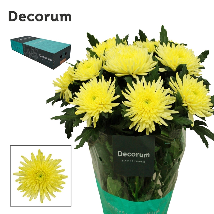 <h4>Chr G Topspin Yellow</h4>