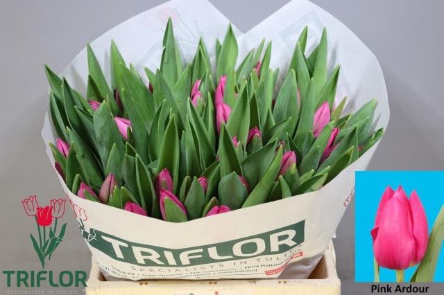 <h4>TU EN PINK ARDOUR</h4>