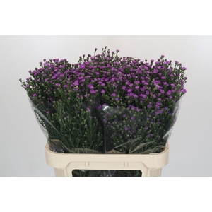 Aster Baby Pink