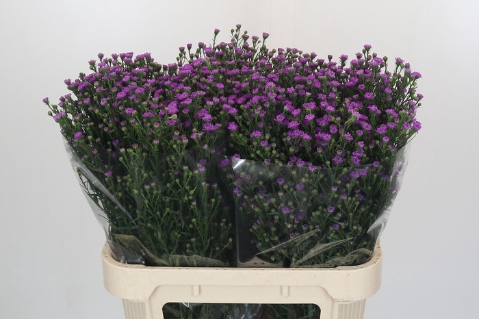 <h4>Aster Baby Pink</h4>