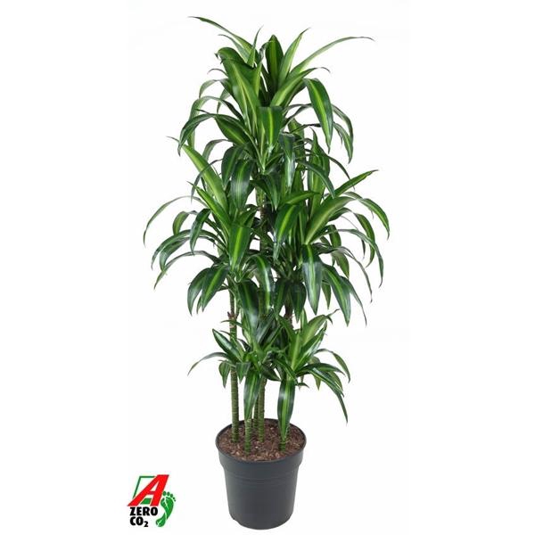 <h4>Dracaena fragrans 'Hawaiian Sunshine' (toef)</h4>