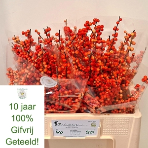ILEX VE OUDIJ ORANGE