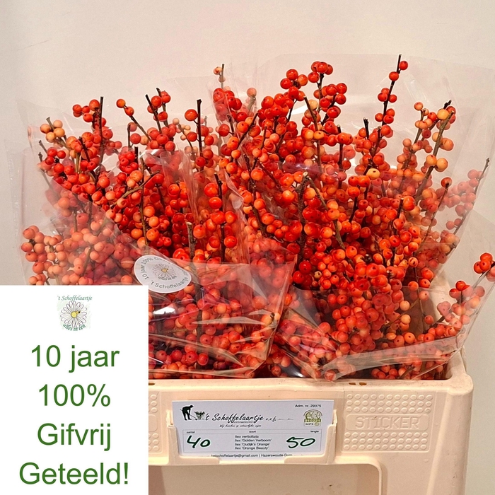 <h4>ILEX VE OUDIJ ORANGE</h4>