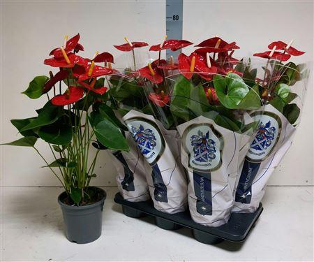 <h4>Anthu A Jambo Red</h4>