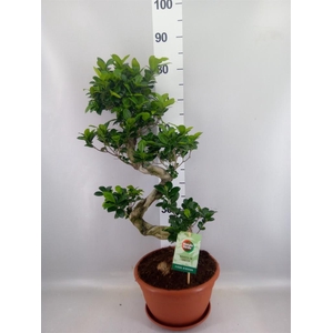 Ficus microcarpa 'Ginseng'