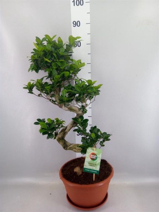 <h4>Ficus microcarpa 'Ginseng'</h4>