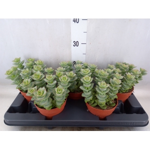 Crassula perforata