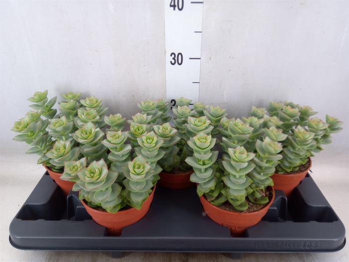 <h4>Crassula perforata</h4>