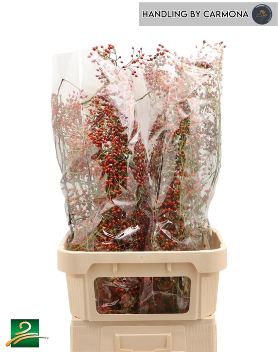 <h4>ROSA CORALLO</h4>