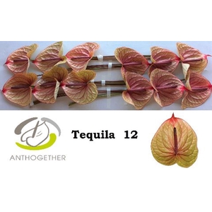 Anthurium andr. 'Tequila'