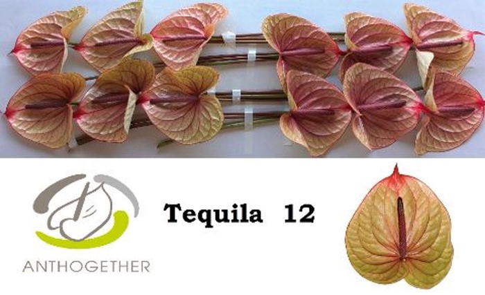 <h4>Anthurium andr. 'Tequila'</h4>