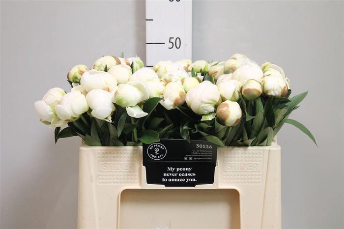 <h4>Paeo L Mme Cl Tain Ex</h4>