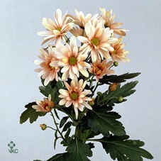 11530: Soft sculpture arrangement