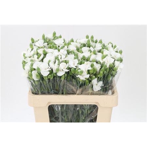 Di Te Solomio Symply Snow