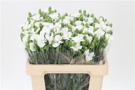 <h4>Di Te Solomio Symply Snow</h4>