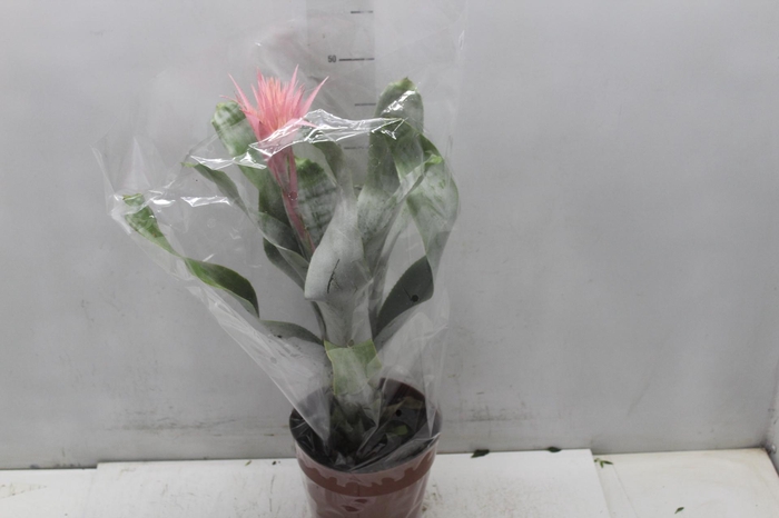 <h4>AECHMEA FASCIATA P17</h4>