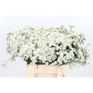 Achillea The Pearl