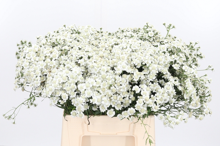 <h4>Achillea The Pearl</h4>