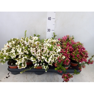Gaultheria mucronata