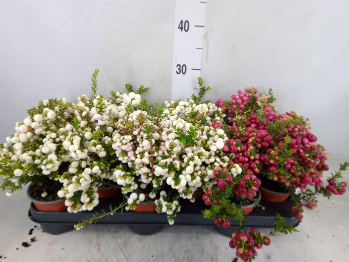 <h4>Gaultheria mucronata</h4>