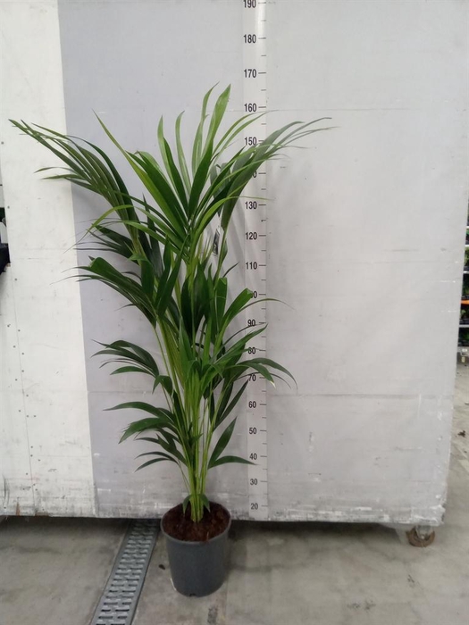 <h4>Howea forsteriana</h4>