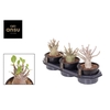 Adenium Obesum 0945